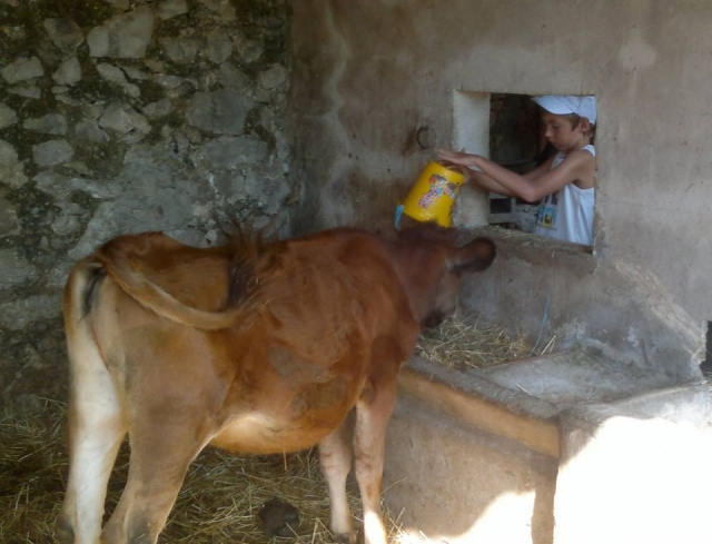 Ayudando a alimentar al ganado